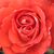 Rdeča - Vrtnice Floribunda - Scherzo